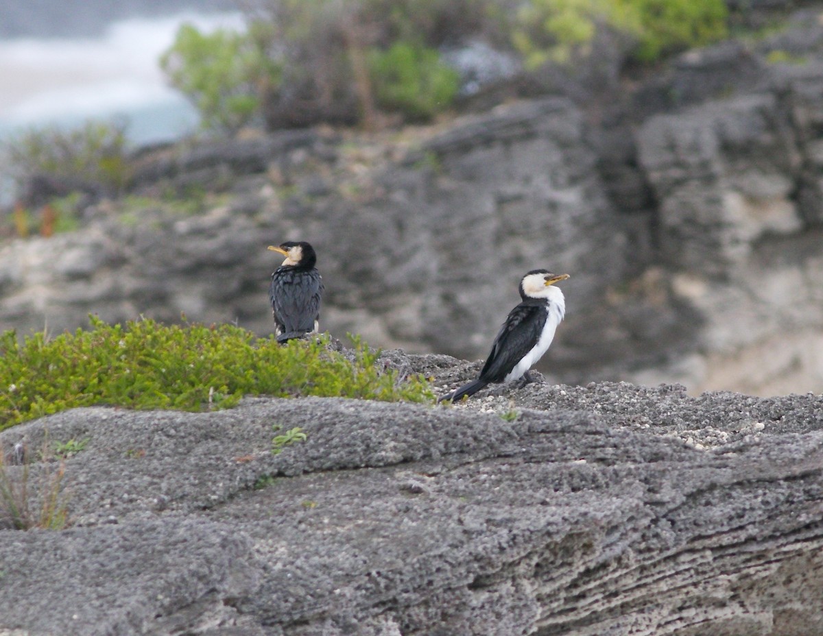 Little Pied Cormorant - ML610579591