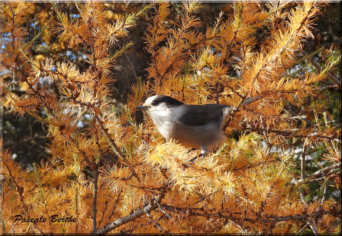 Canada Jay - Pascale Berthe