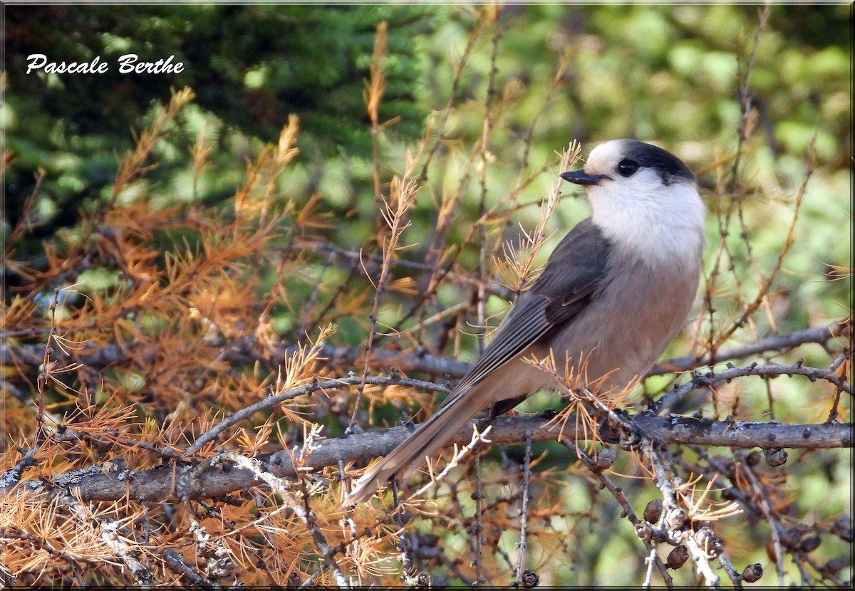 Canada Jay - ML610579594