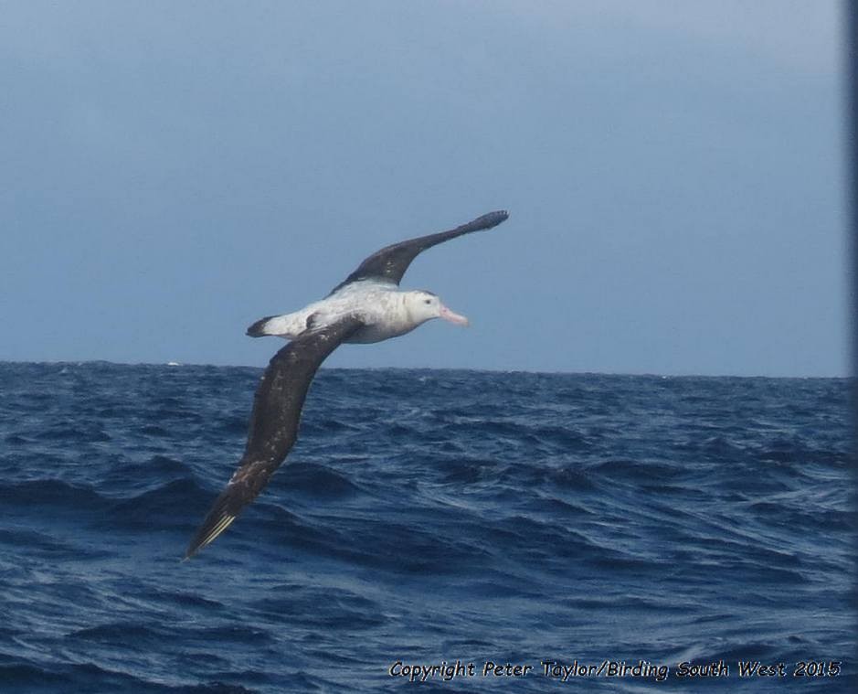 Albatros des Antipodes (gibsoni) - ML610579605