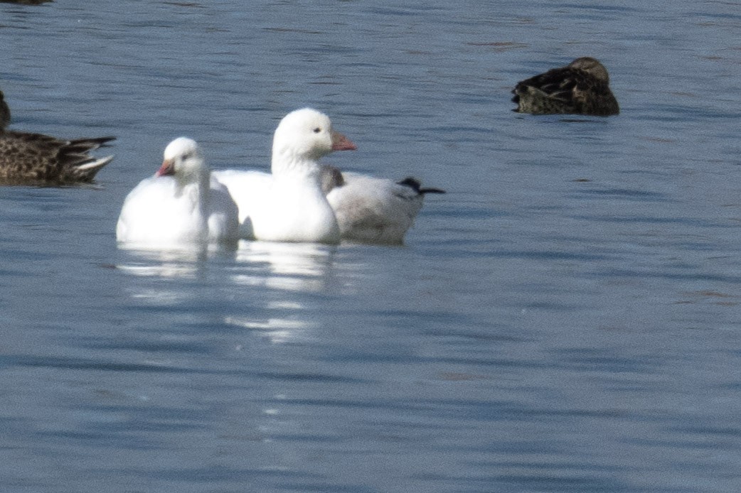 Ross's Goose - ML610579620