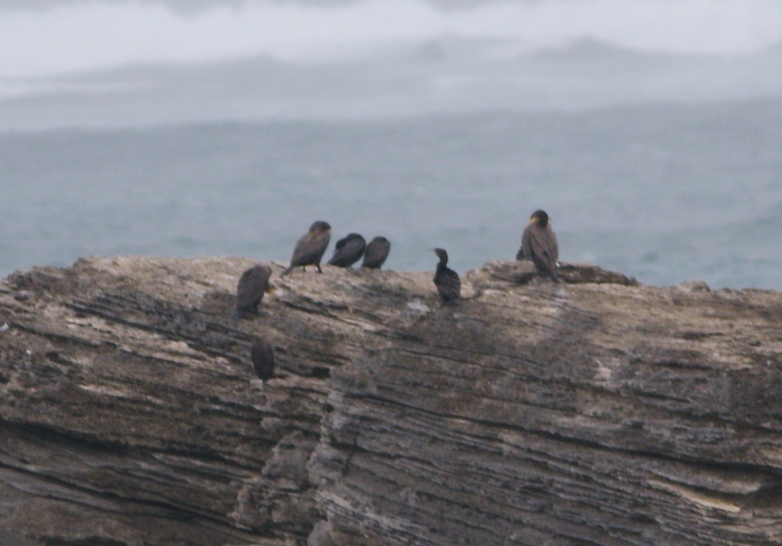 鸕鷀(novaehollandiae) - ML610579637