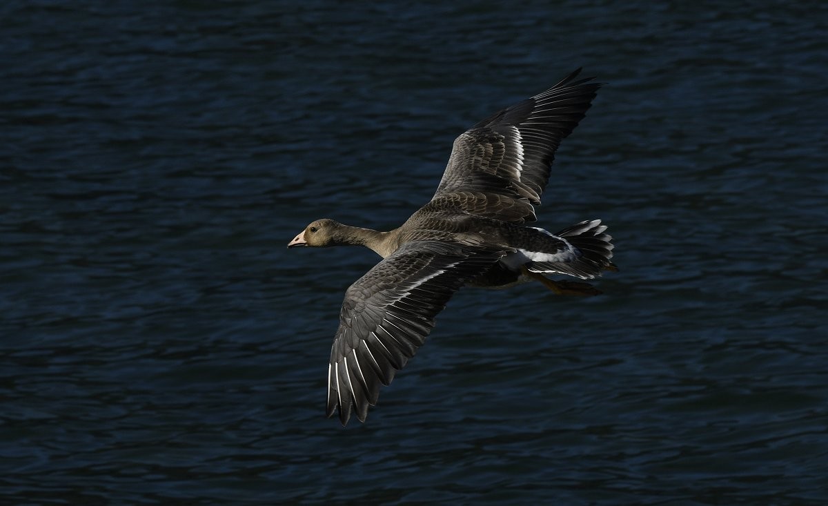 Greater White-fronted Goose - ML610579642
