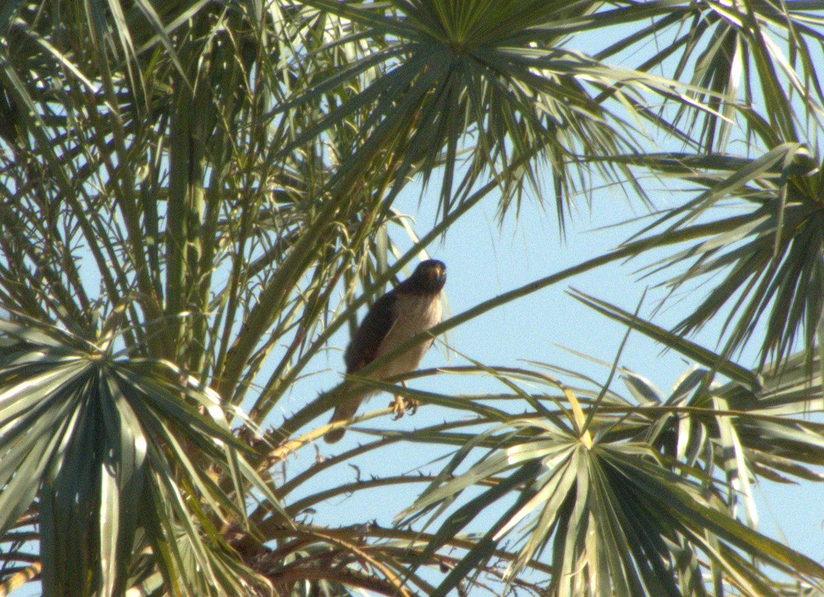 Roadside Hawk - ML610579770