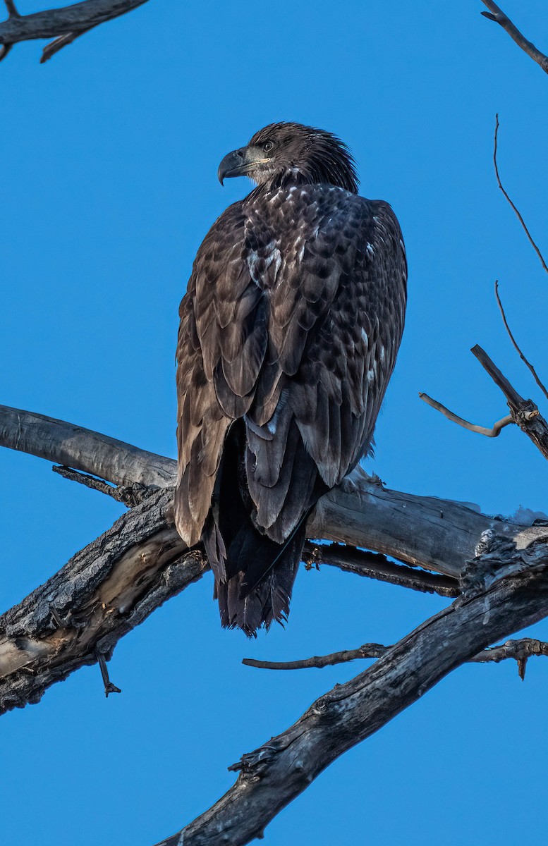 Bald Eagle - Courtney Rella