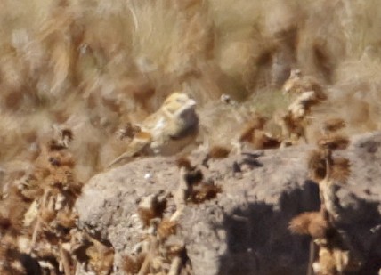 Lapland Longspur - Norman Barrett