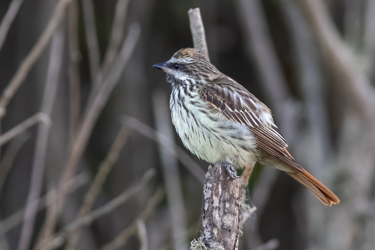 Sulphur-bellied Flycatcher - ML610580002