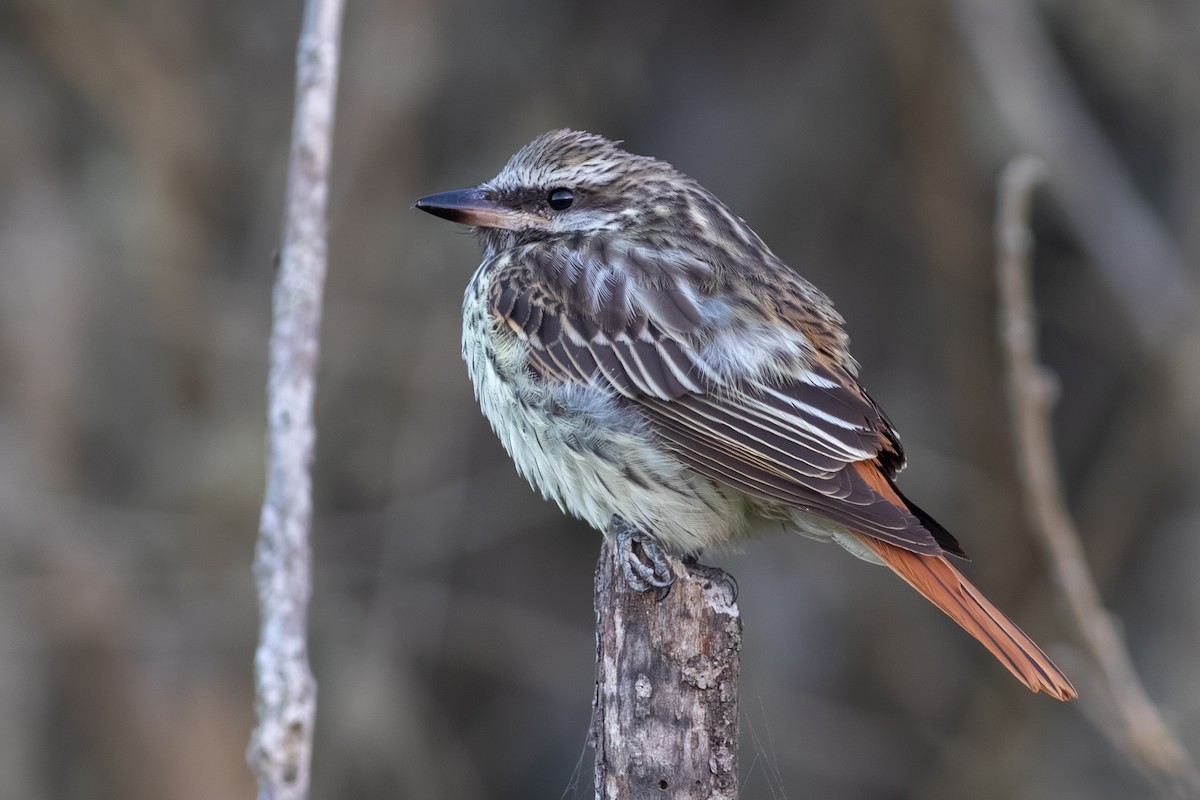 Sulphur-bellied Flycatcher - ML610580003