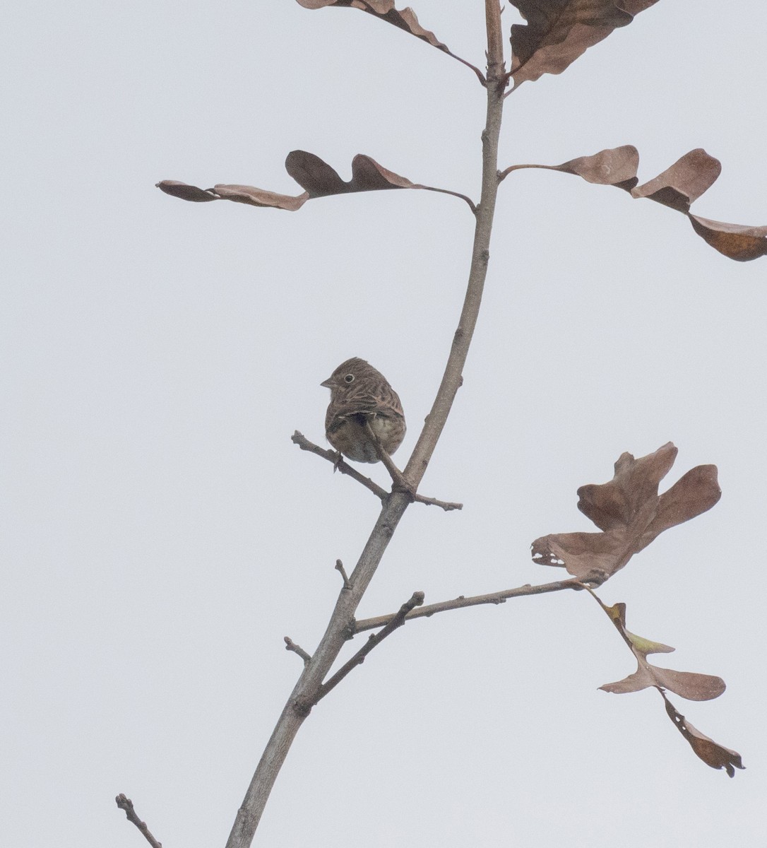 Vesper Sparrow - ML610580034