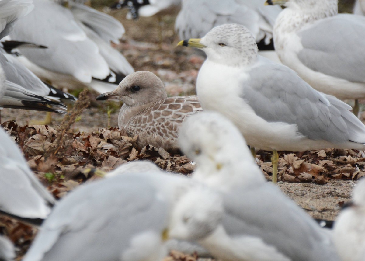 Short-billed Gull - ML610580116