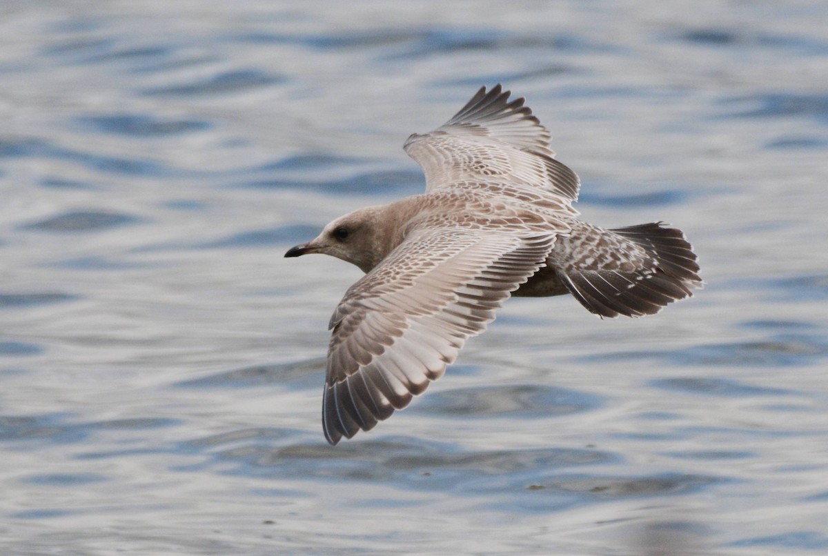 Short-billed Gull - ML610580117