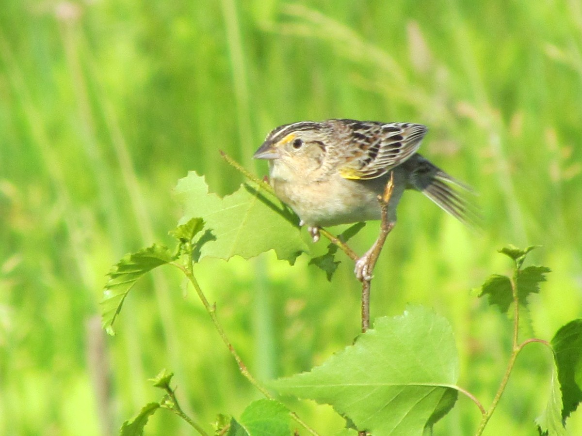 イナゴヒメドリ - ML61058021