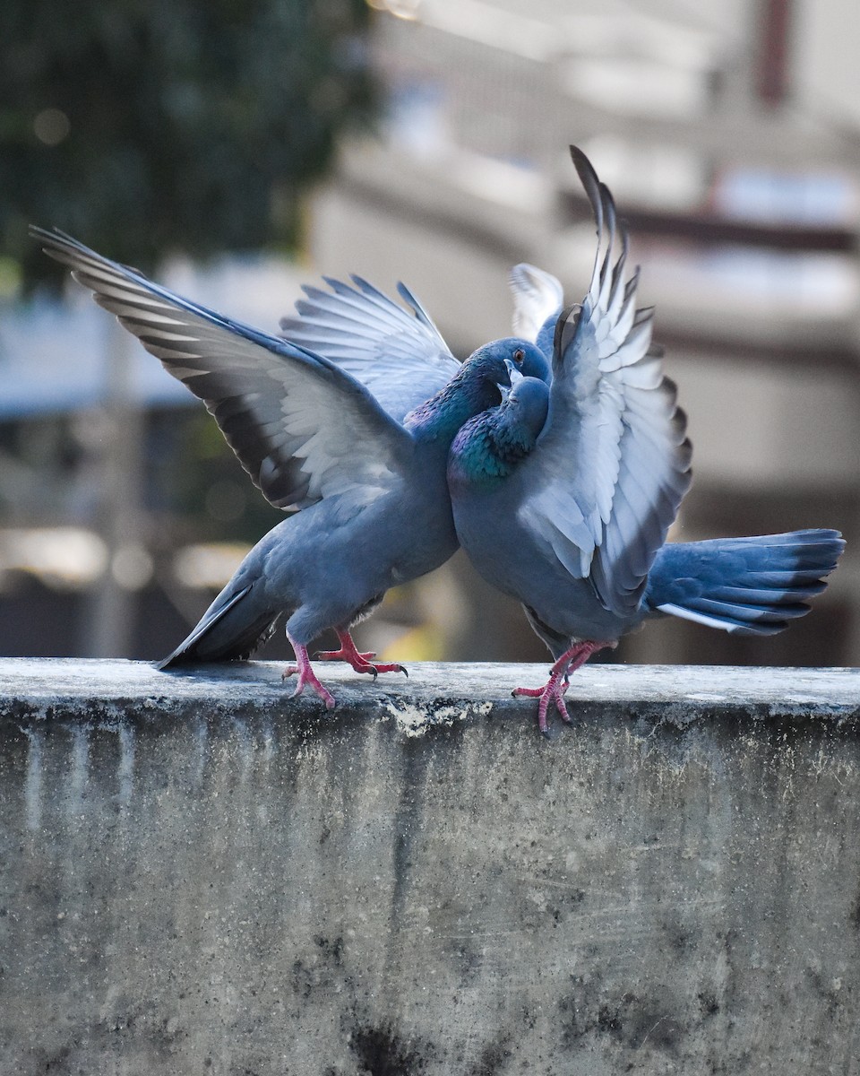Rock Pigeon (Feral Pigeon) - Madhur Upadhyay