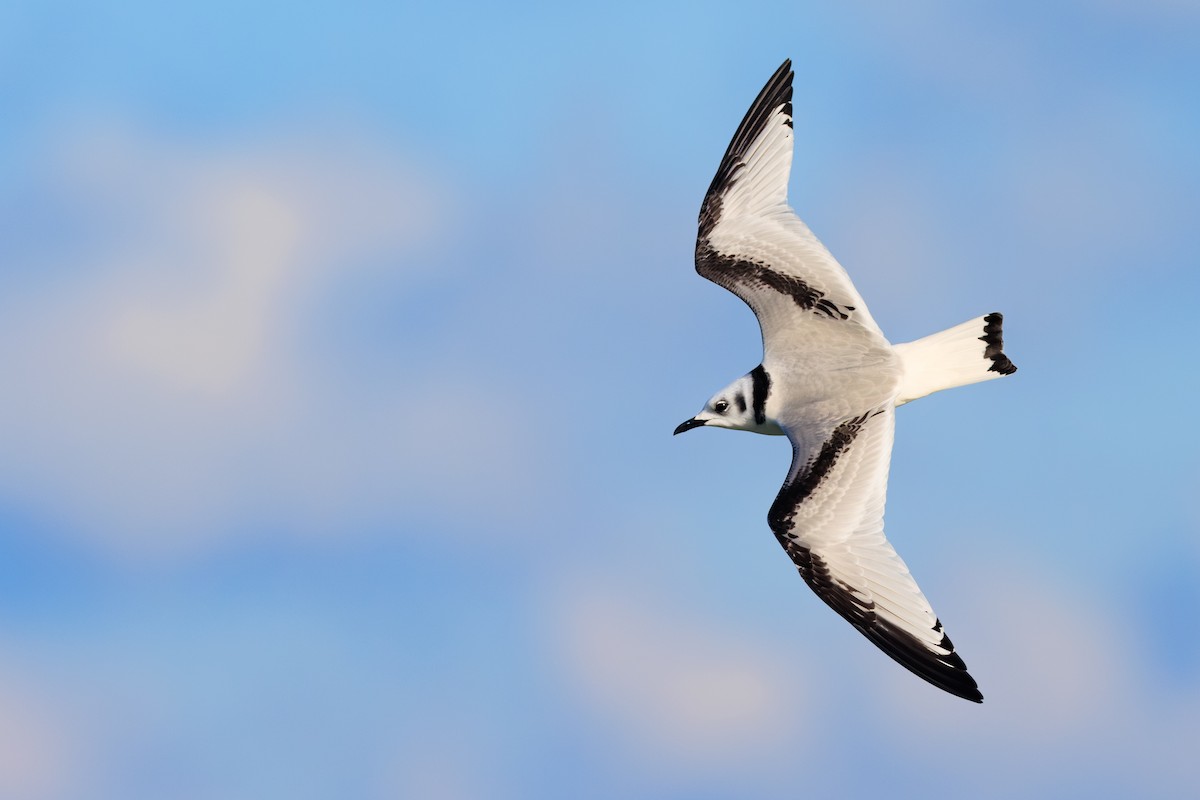 Black-legged Kittiwake - ML610580282