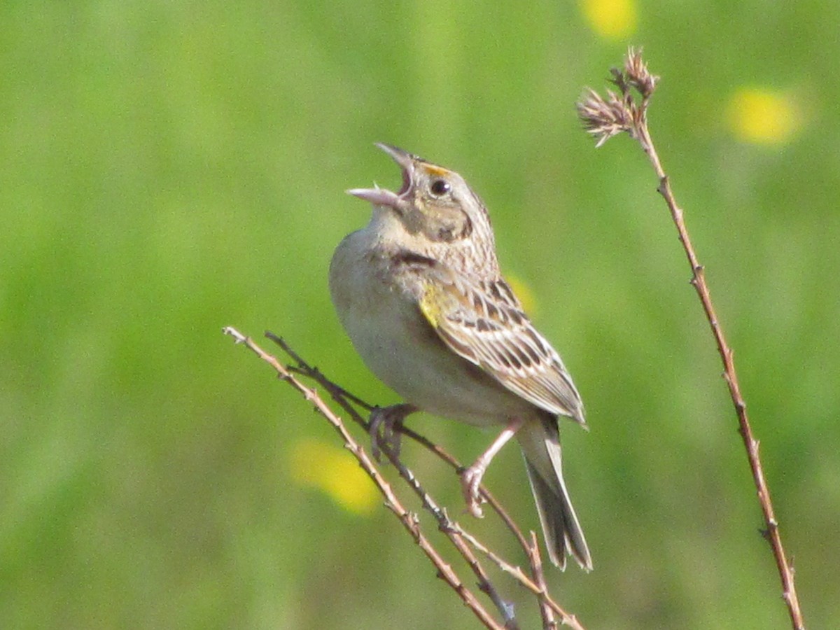 イナゴヒメドリ - ML61058031