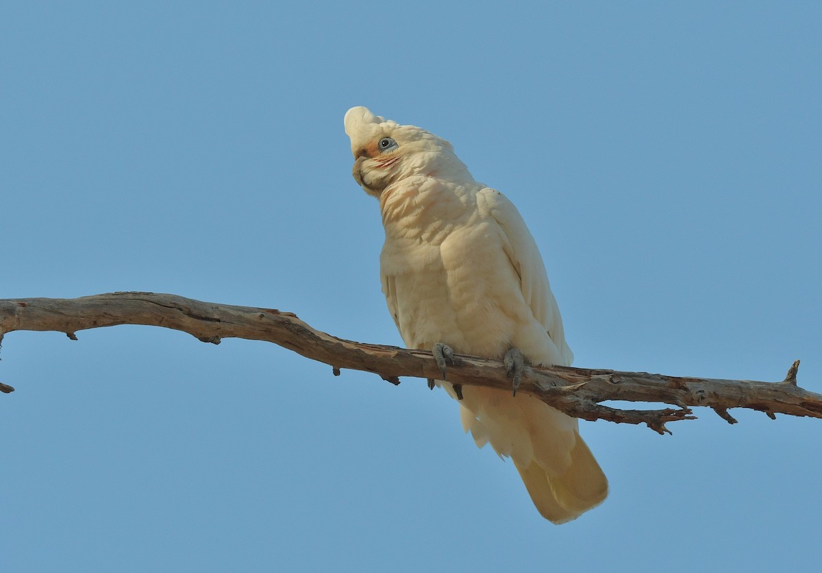 Little Corella - ML610580326