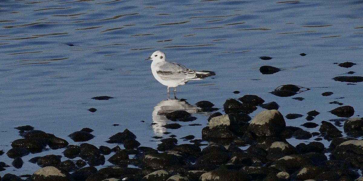 Bonaparte's Gull - ML610580353