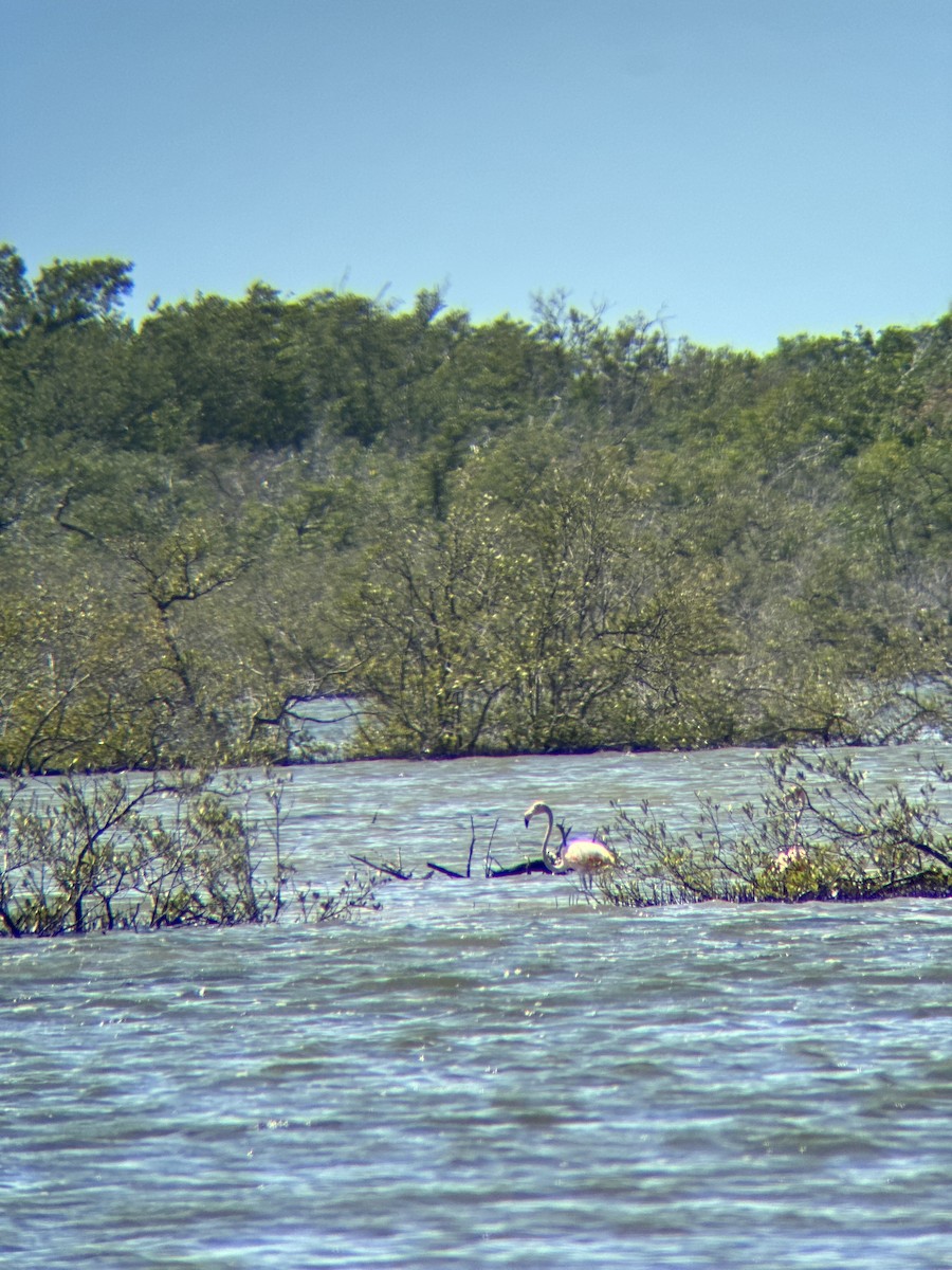 American Flamingo - ML610580428