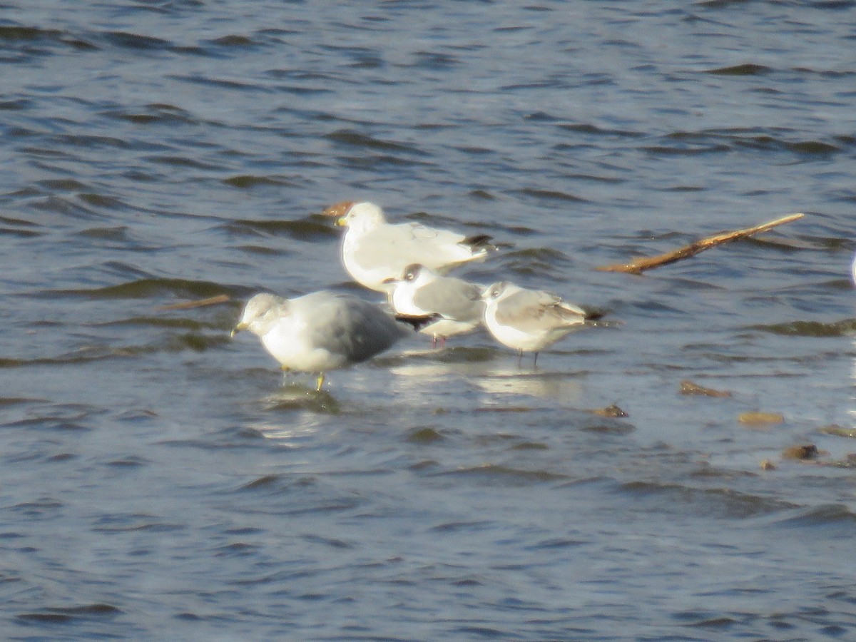 Mouette de Franklin - ML610580437