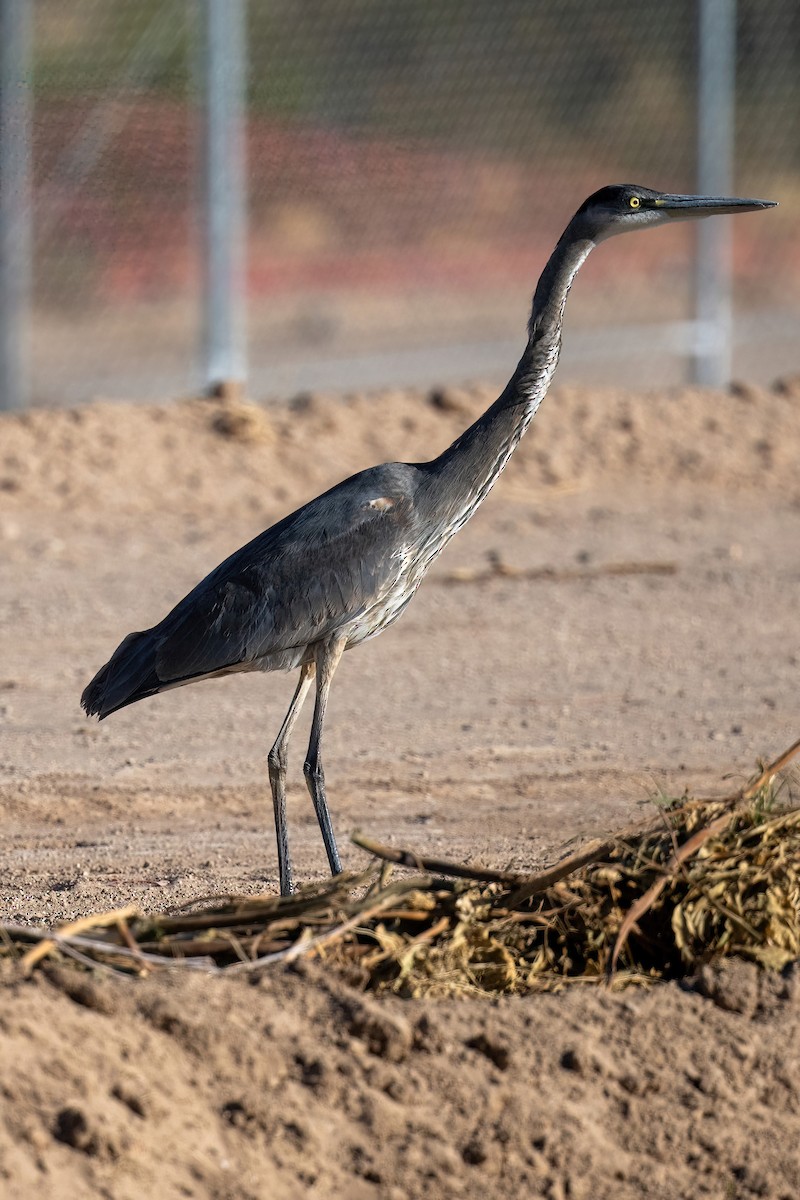 Great Blue Heron - ML610580486