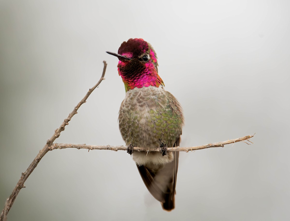Anna's Hummingbird - ML610580490