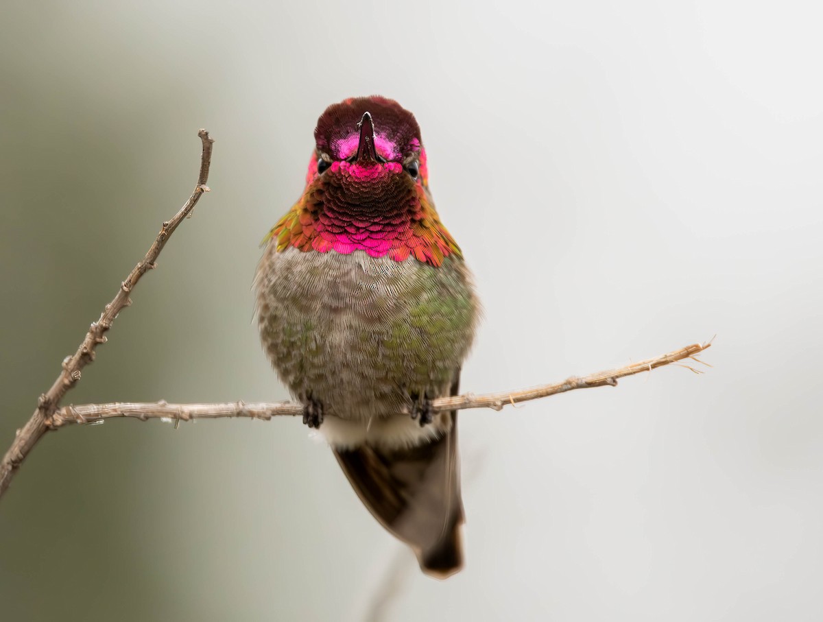 Anna's Hummingbird - ML610580491