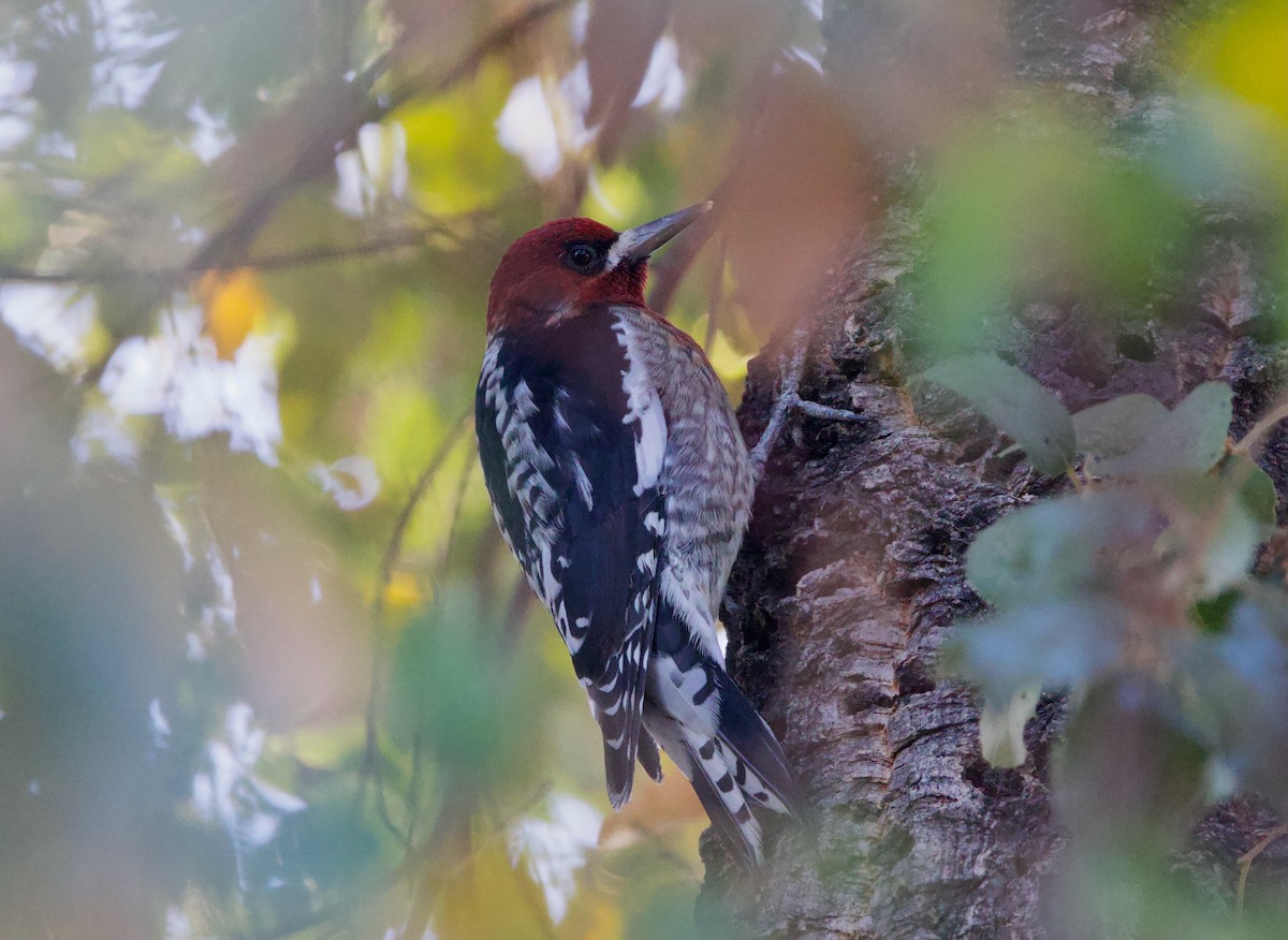 Red-breasted Sapsucker - ML610580633