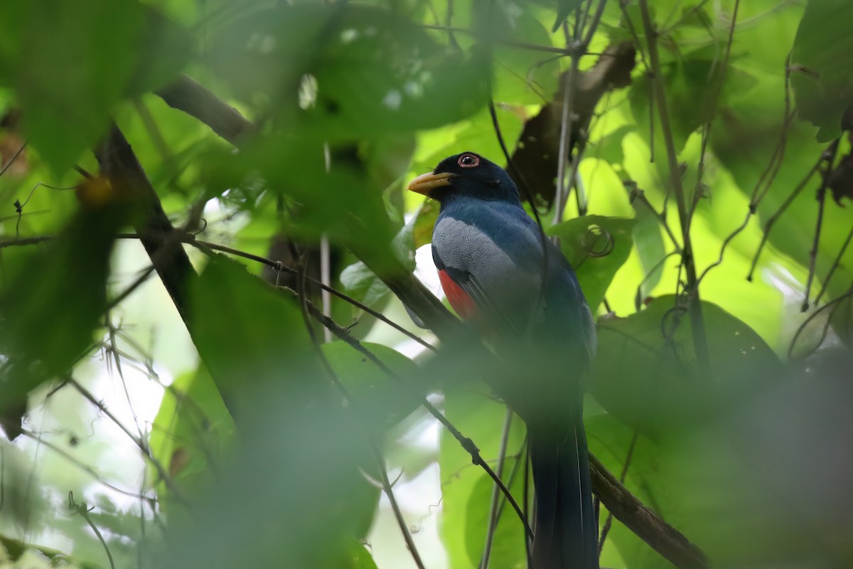 Black-tailed Trogon (Large-tailed) - ML610580634