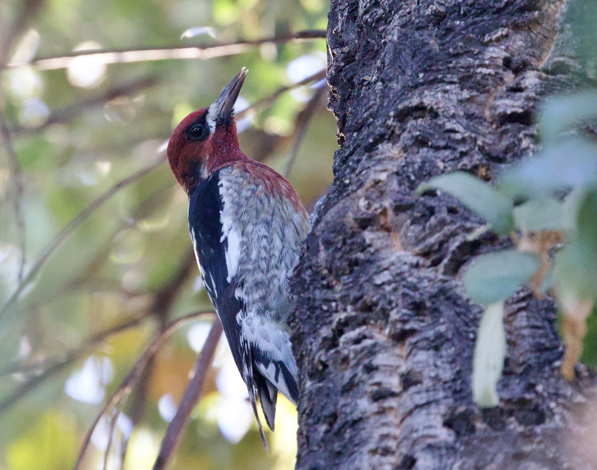 Red-breasted Sapsucker - ML610580636