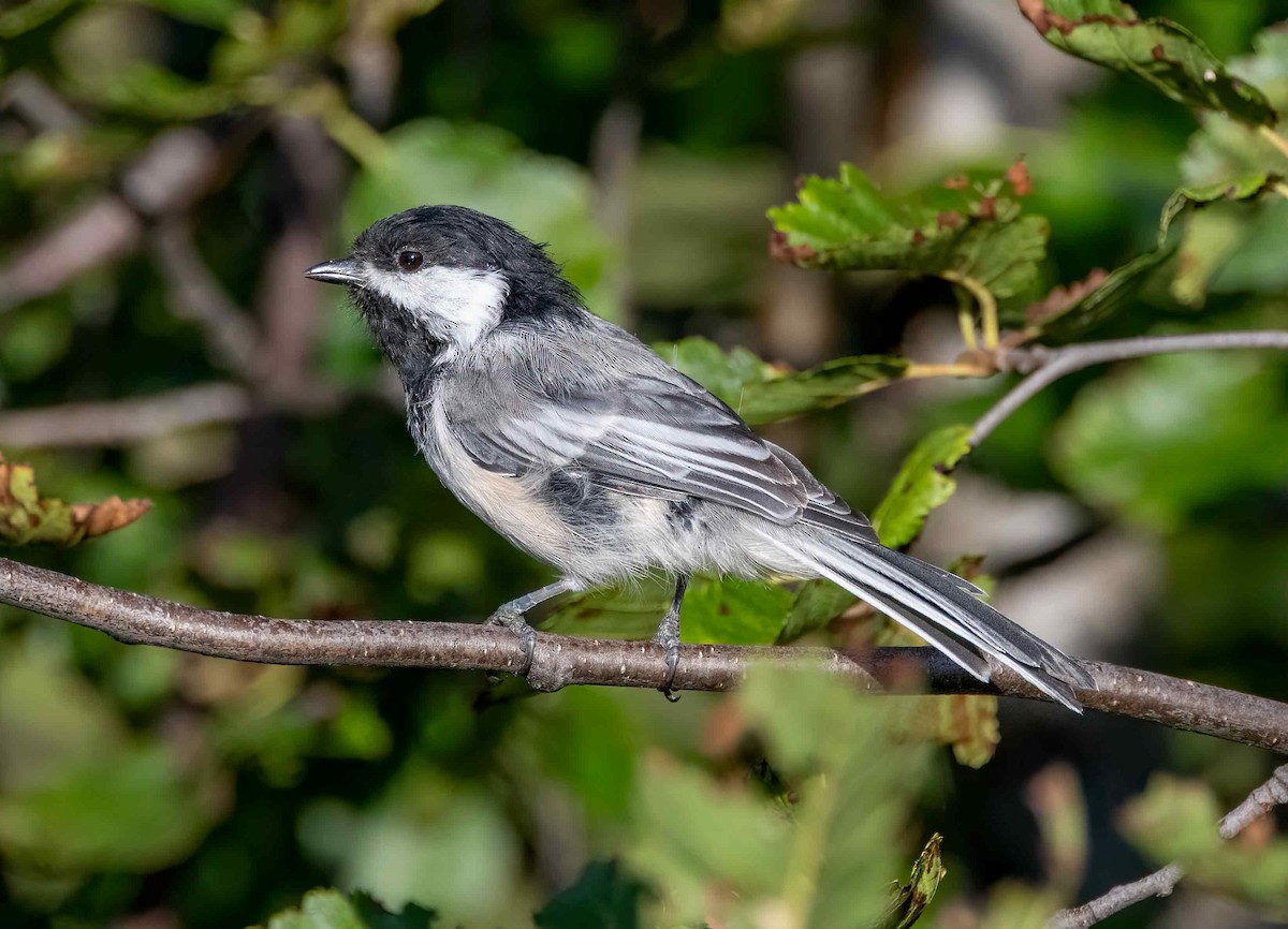 Black-capped Chickadee - ML610580641