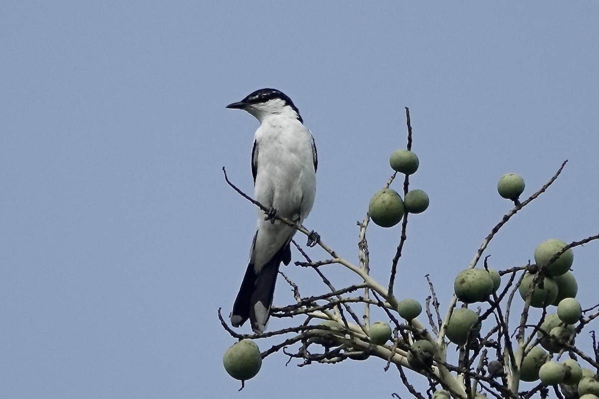 Timor Bushchat - Ken Weiss