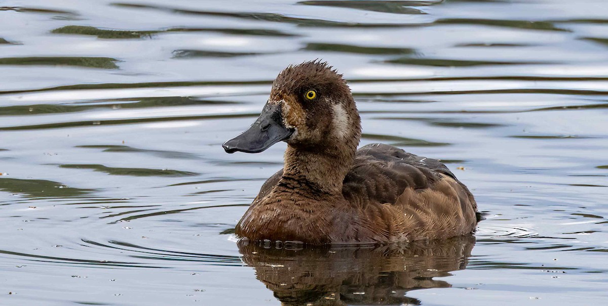 Greater Scaup - ML610580659