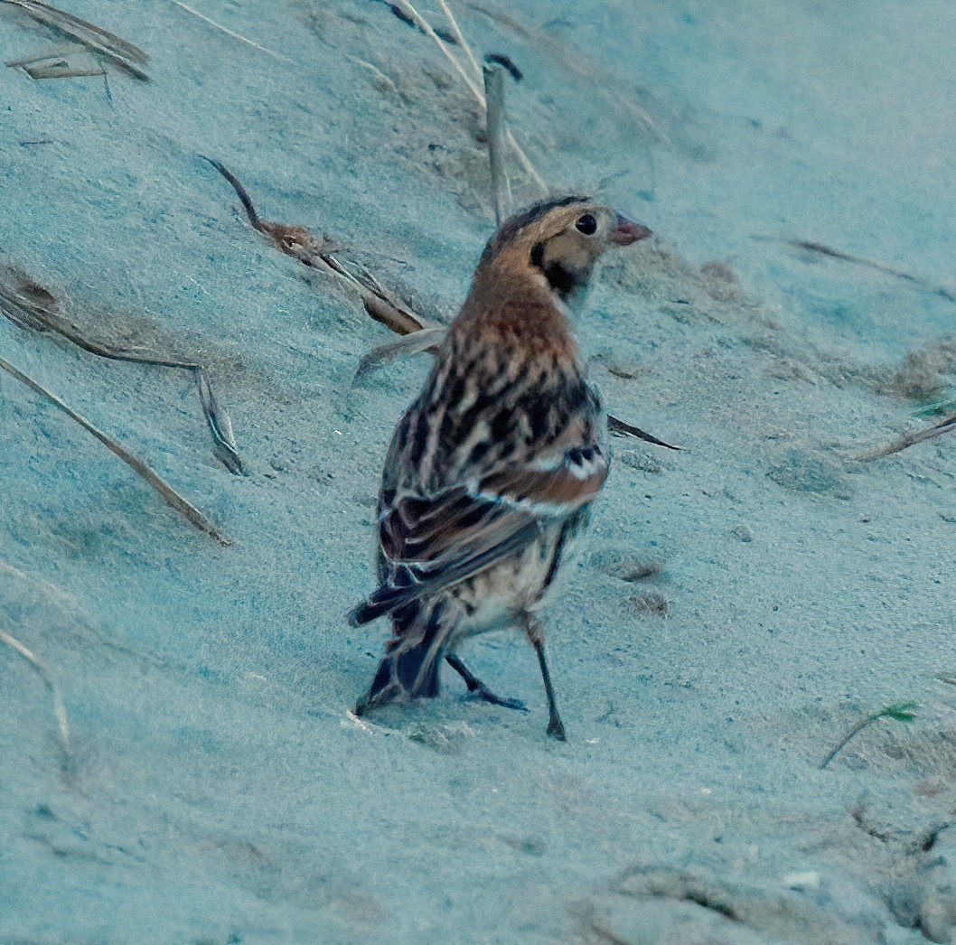 Lapland Longspur - ML610580677