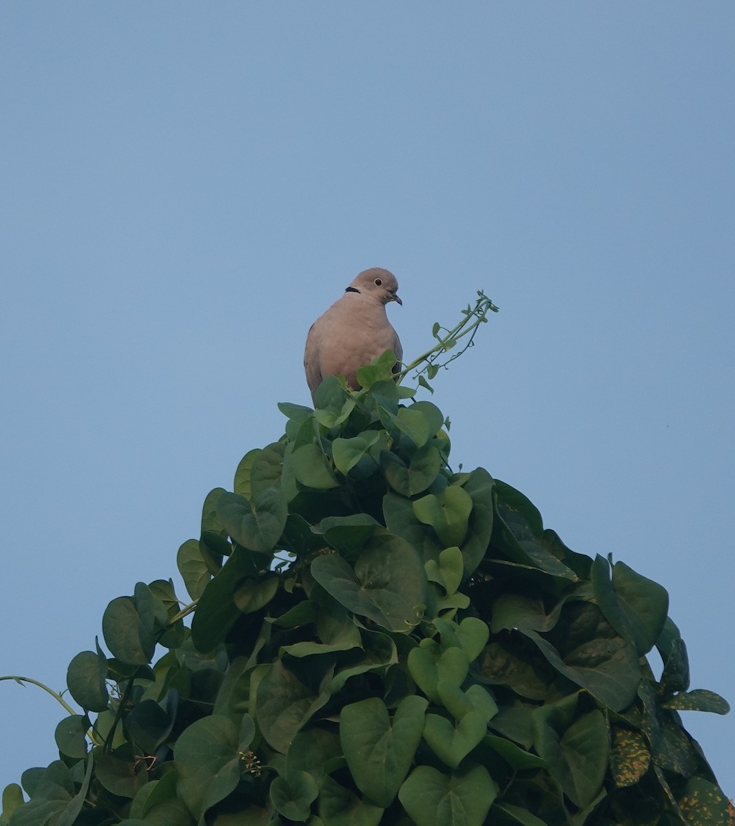 Eurasian Collared-Dove - ML610580732