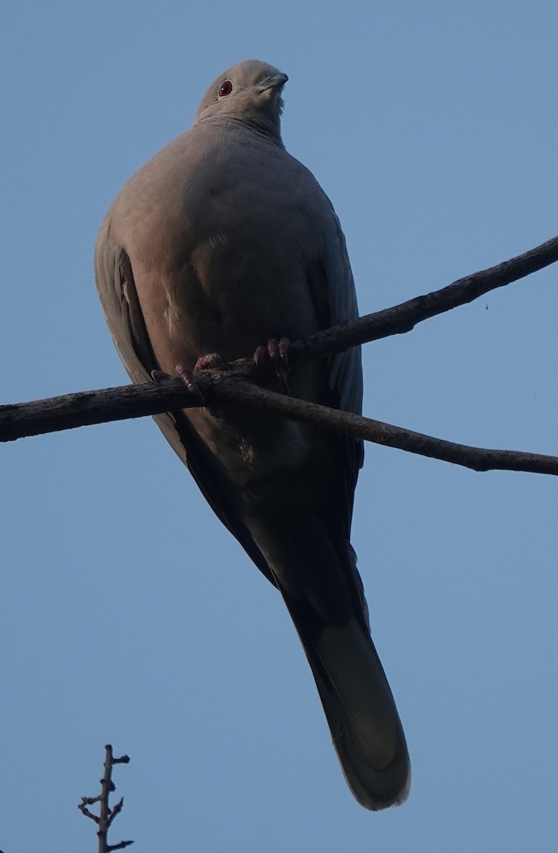 Eurasian Collared-Dove - Prof Chandan Singh Dalawat