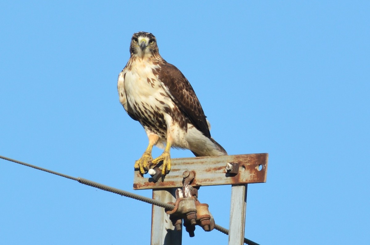 Red-tailed Hawk - ML610580816