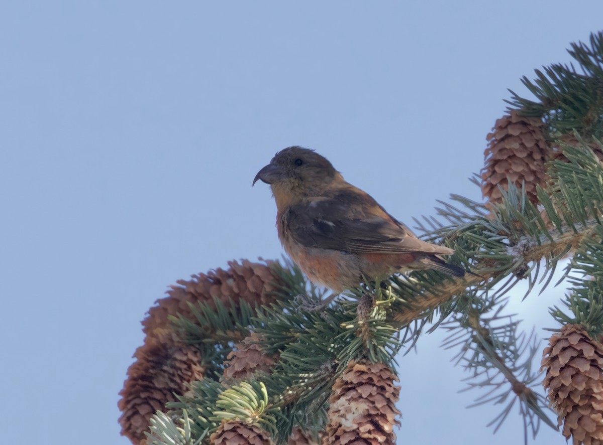 Red Crossbill (Ponderosa Pine or type 2) - Ken Rosenberg