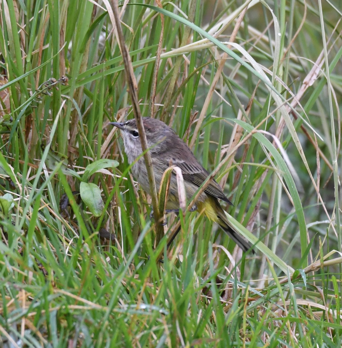 Palm Warbler - Brad Hunter