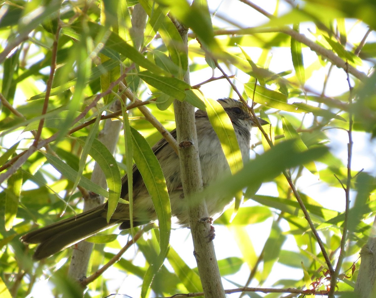 White-throated Sparrow - Sasha Robinson