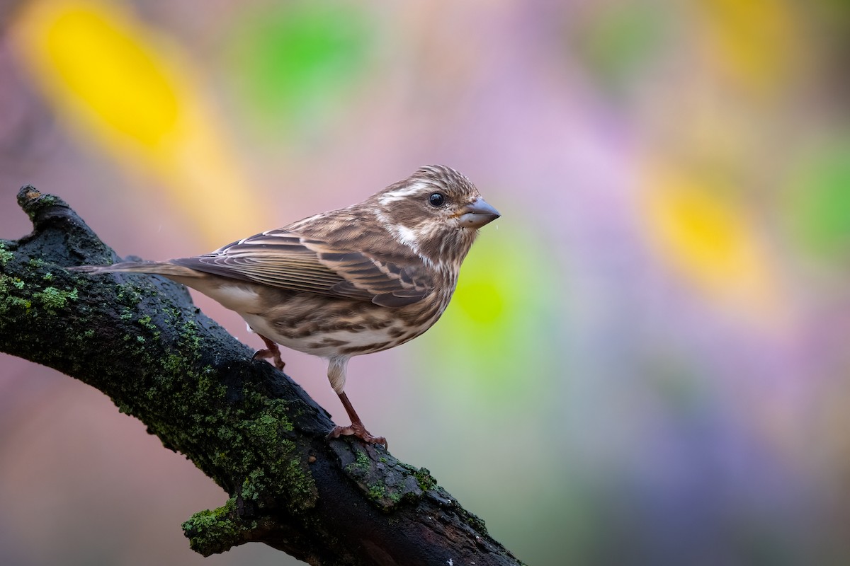 Purple Finch - ML610580908