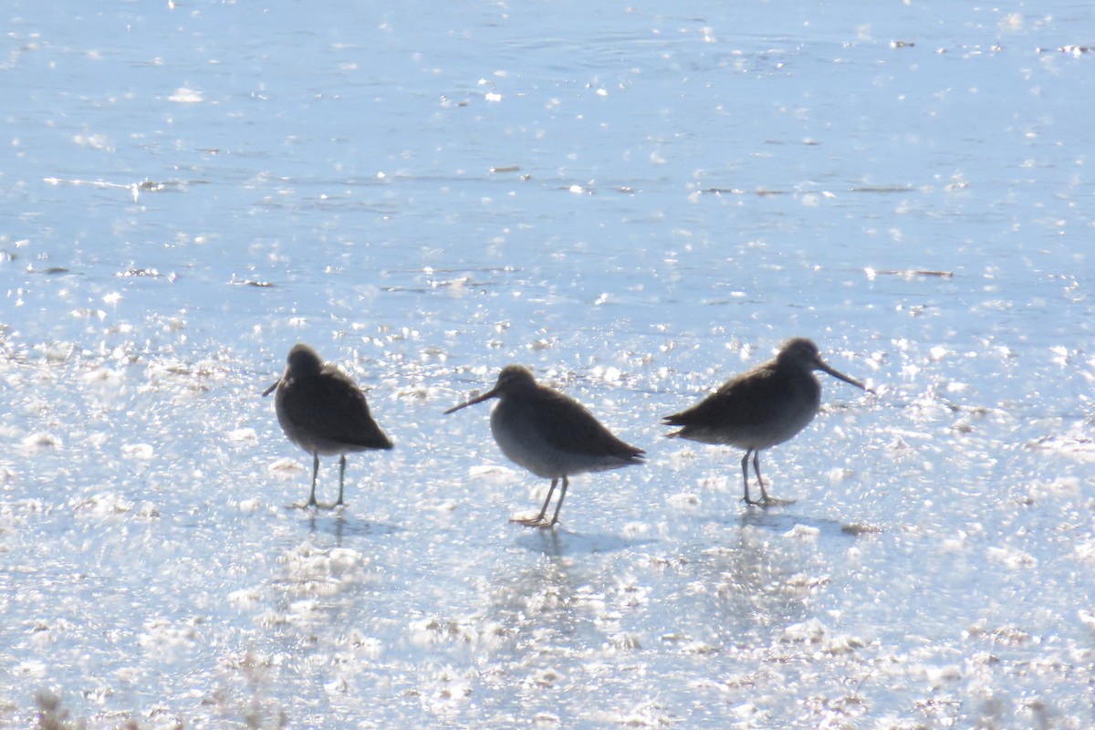 Long-billed Dowitcher - Del Nelson