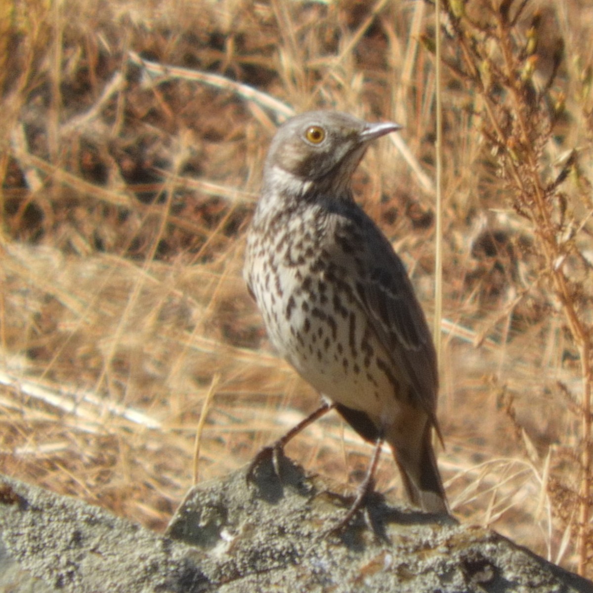 eBird Checklist - 30 Oct 2023 - La Paloma Rd. - 14 species