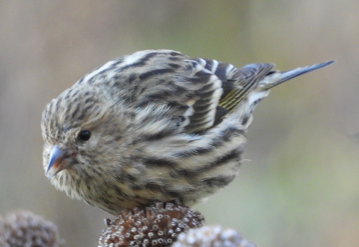 Pine Siskin - ML610581026