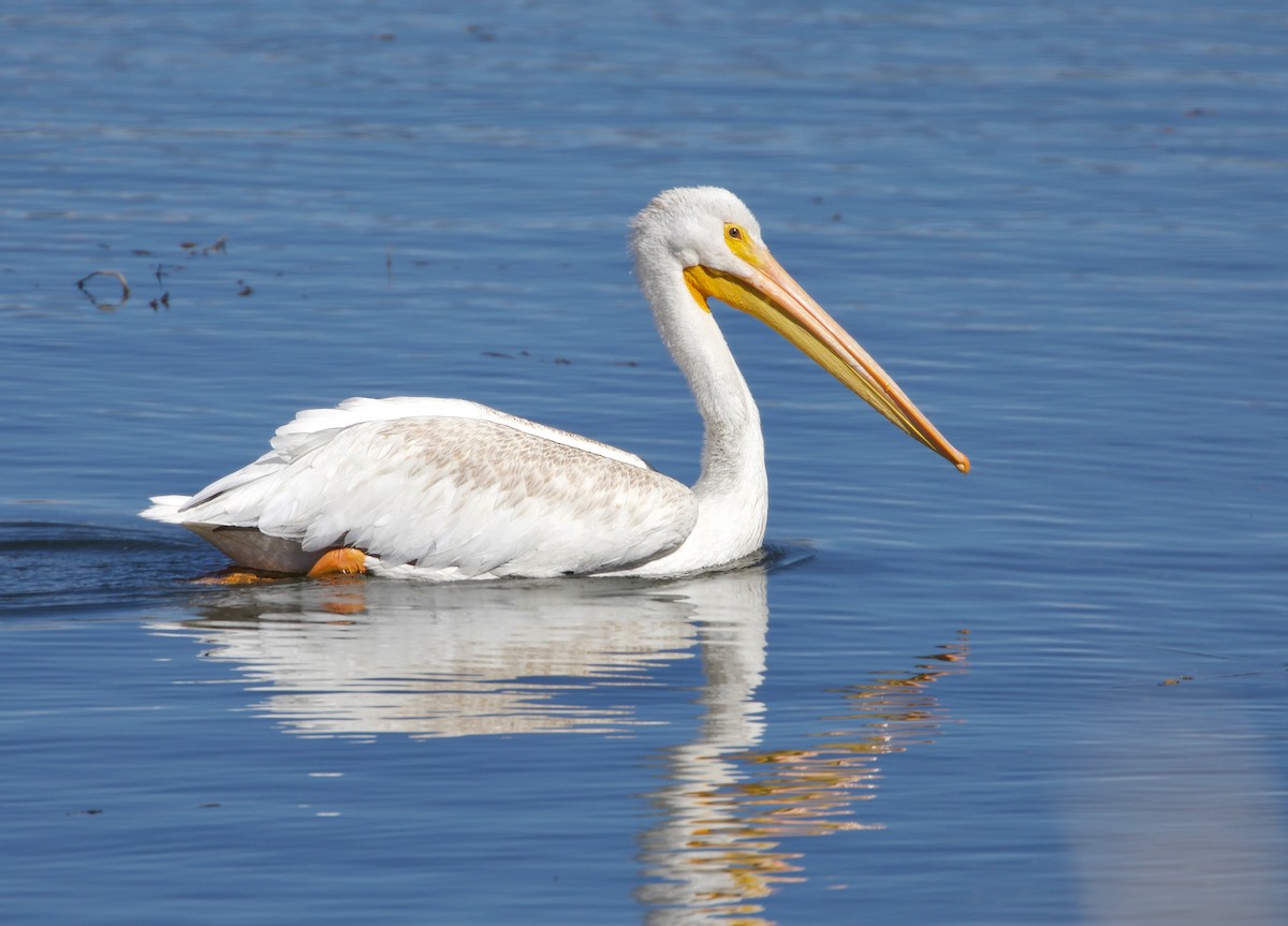 American White Pelican - ML610581042