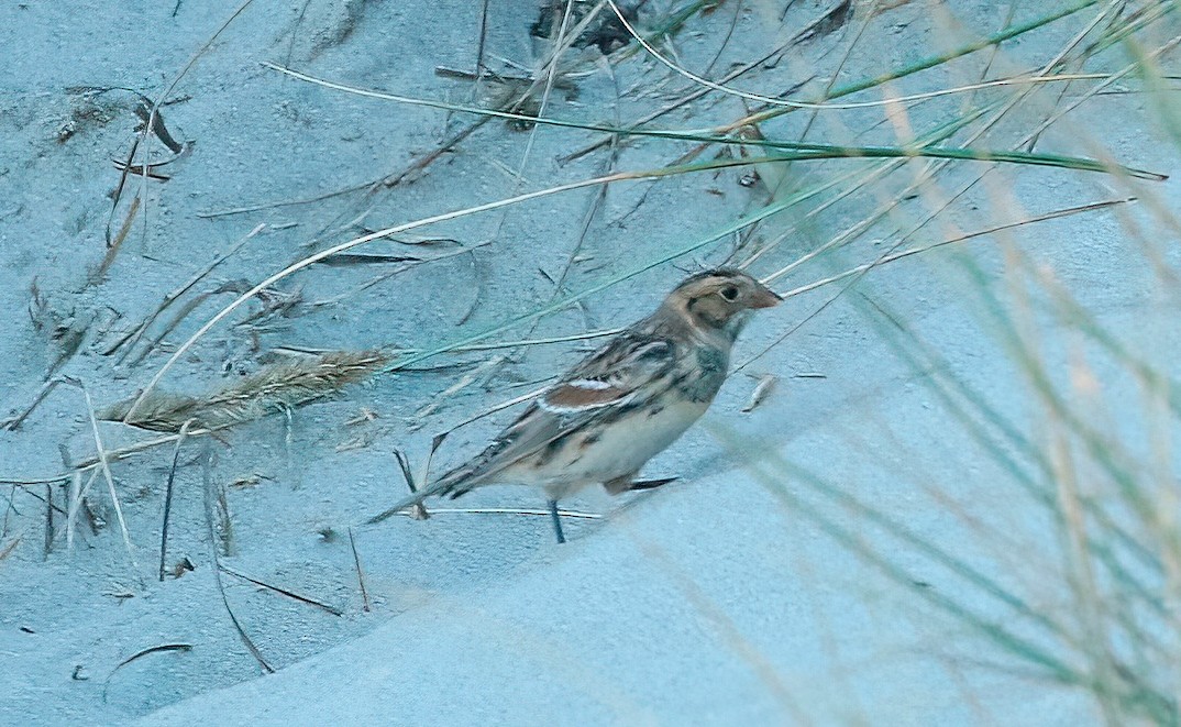 Lapland Longspur - ML610581096