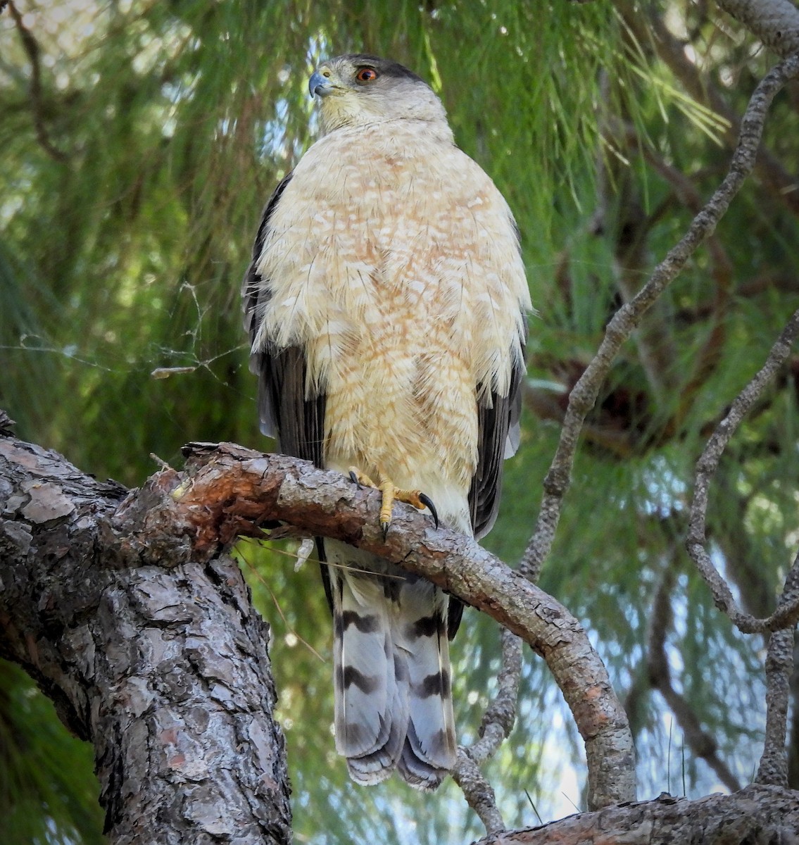 Cooper's Hawk - James Earles