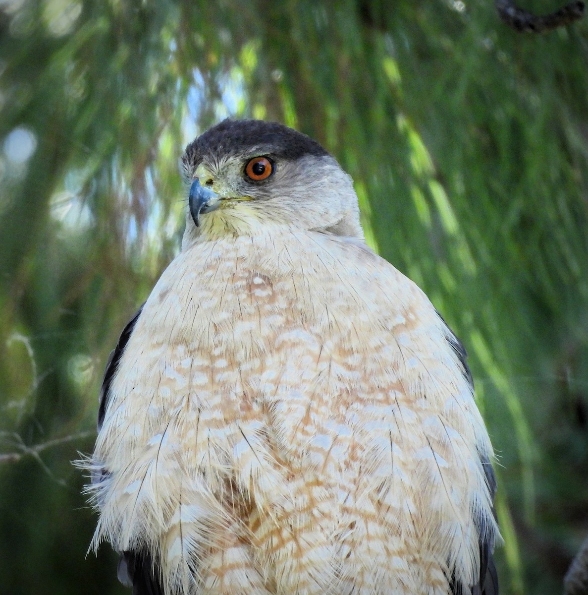 Cooper's Hawk - James Earles