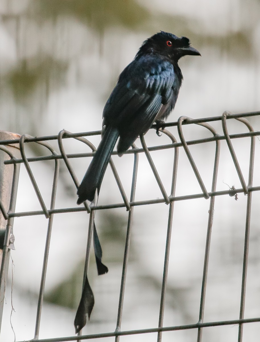 Greater Racket-tailed Drongo - ML610581146