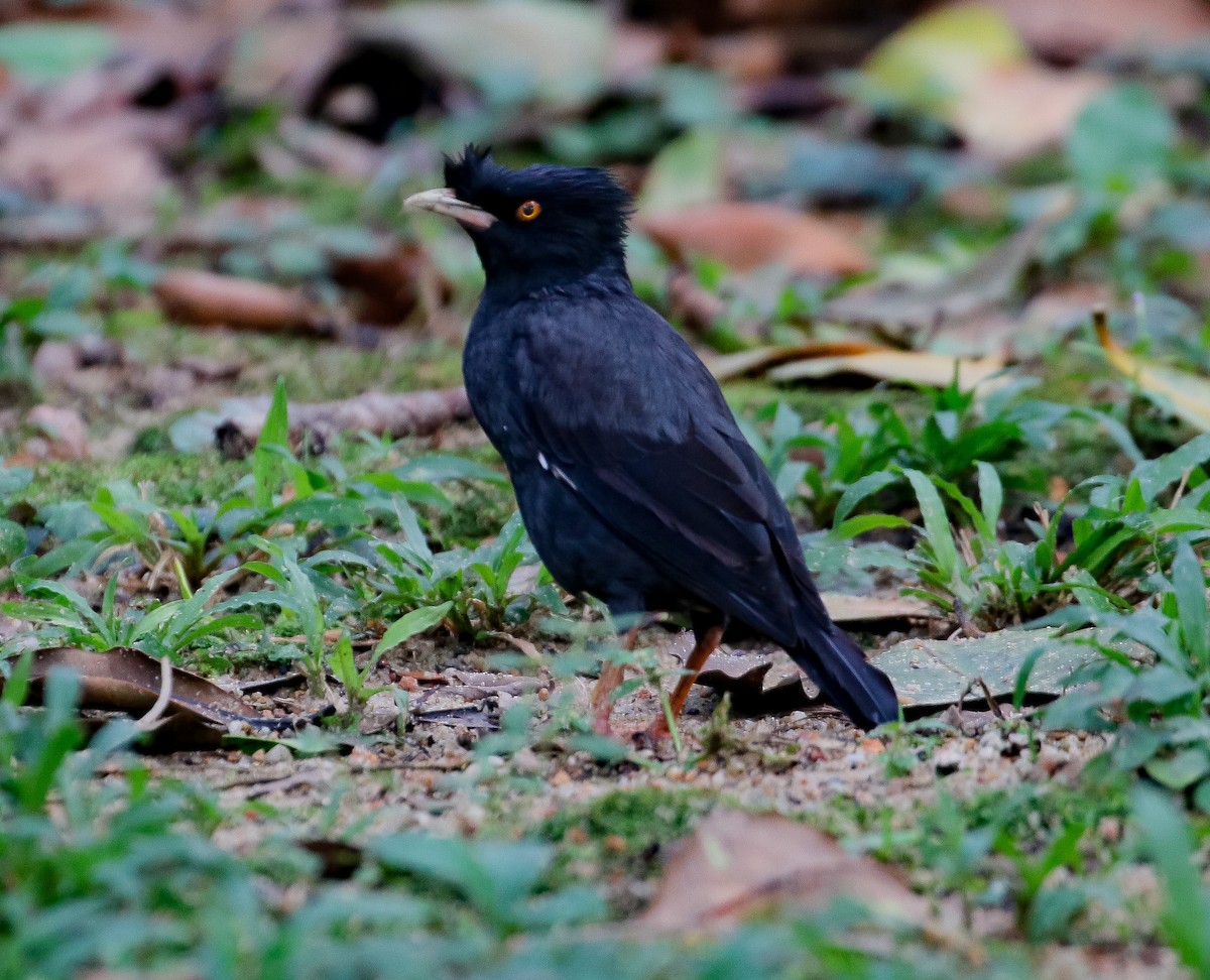 Crested Myna - ML610581147