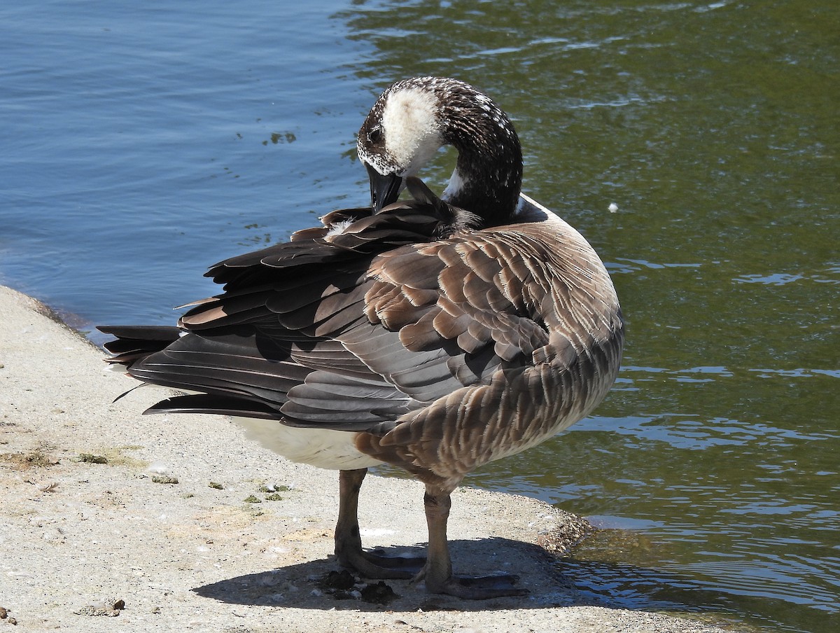 Domestic goose sp. x Canada Goose (hybrid) - ML610581178